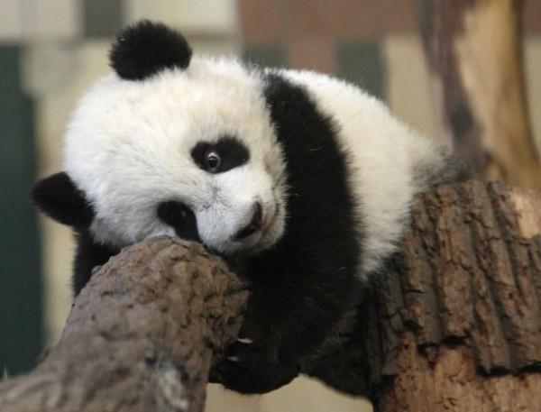Pyatimesyachnaya_panda_Fu_Hu_igraet_na_dereve_4857.jpg.jpeg
