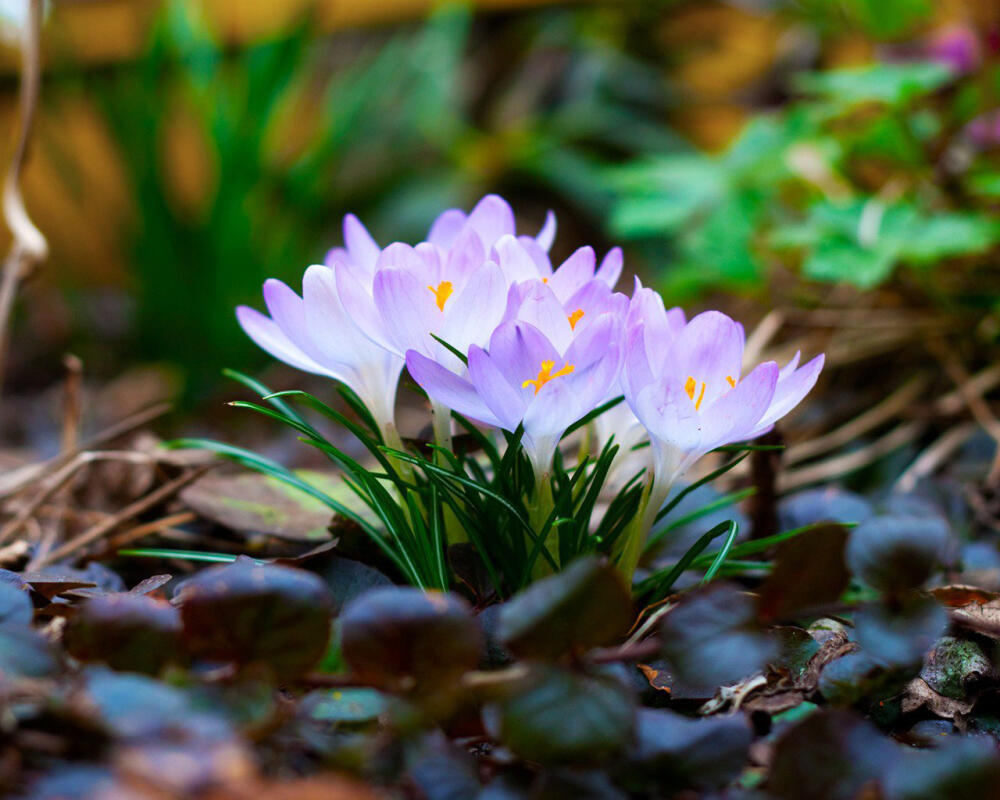 spring_5_2_1280x1024.jpg.jpeg