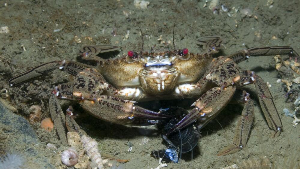 velvet-crab-eating-paulkay-getty-56a5f7a63df78cf7728abf16.jpg.jpeg