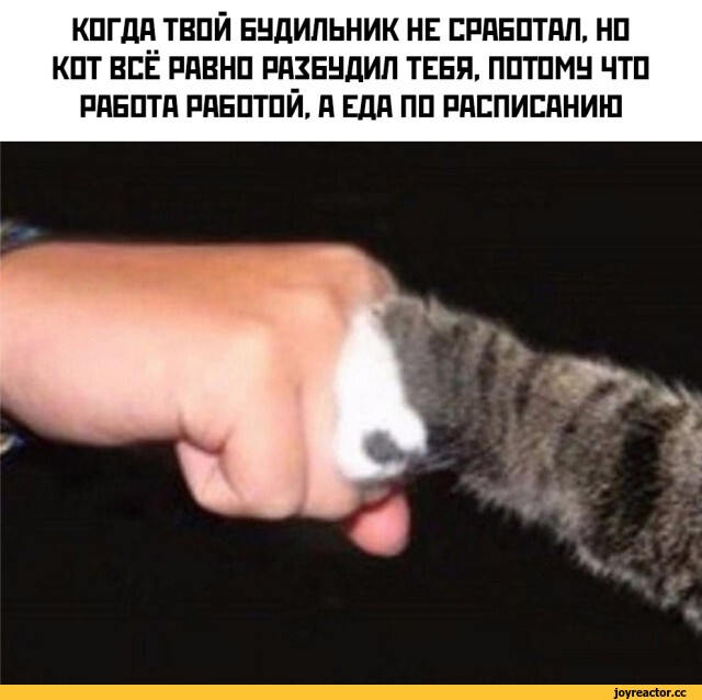 %D0%BA%D0%BE%D1%82%D1%8D-%D1%80%D0%B0%D0%B1%D0%BE%D1%82%D0%B0-%D0%B1%D1%83%D0%B4%D0%B8%D0%BB%D1%8C%D0%BD%D0%B8%D0%BA-%D1%80%D0%B.jpeg