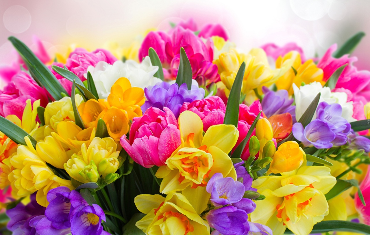 Daffodils_Tulips_Bouquets_544587_1280x814.jpg