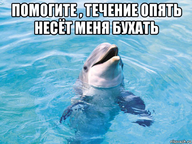 delfin_75749869_orig_.jpg.jpeg