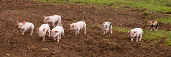 depositphotos_72834401-stock-photo-young-cute-baby-piglets-running.jpg.jpeg