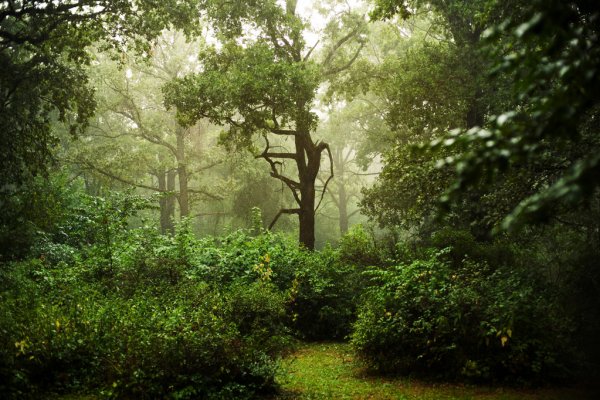 depositphotos_74356589-stock-photo-rainy-day-in-forest.jpg.jpeg