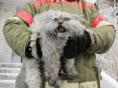 fireman_and_cat.jpg.jpeg