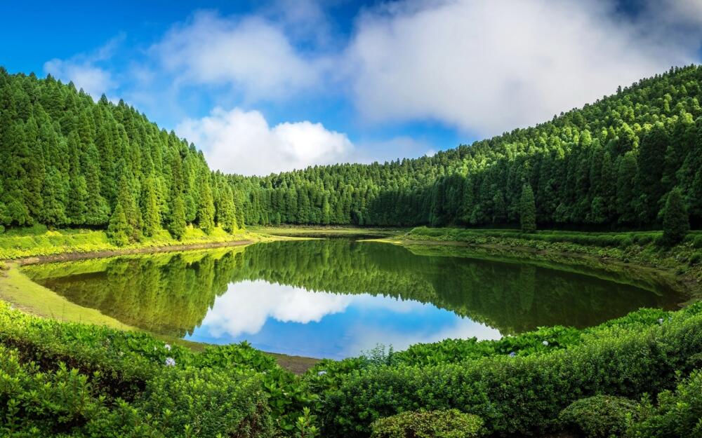 kartinki24_ru_forest_117.jpg.jpeg