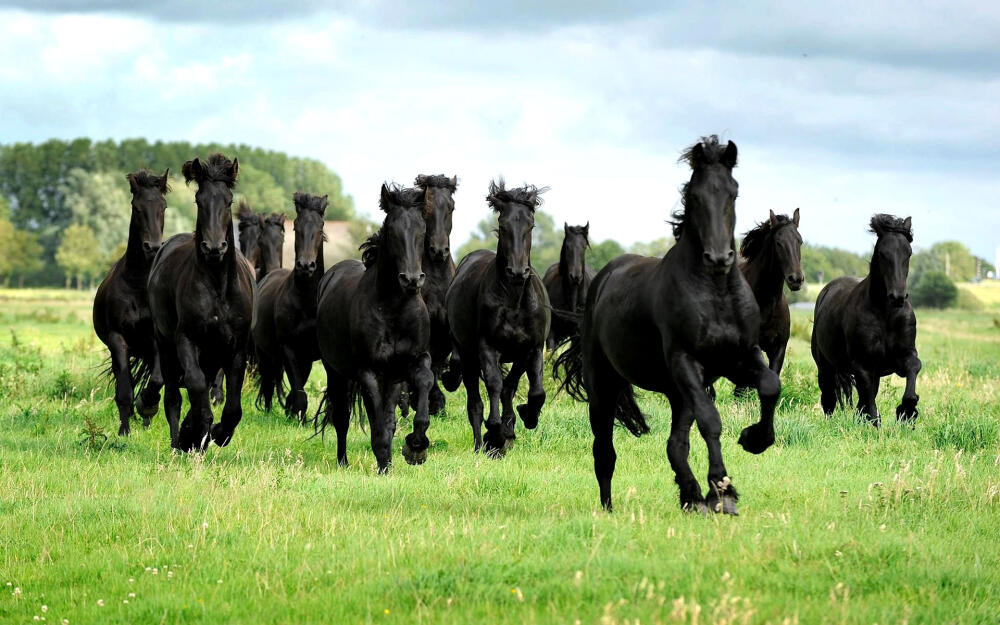 kartinki24_ru_horses_263.jpg.jpeg