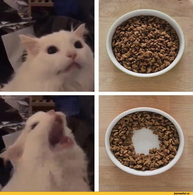 %D0%BA%D0%BE%D1%82%D1%8D-6515499.jpeg
