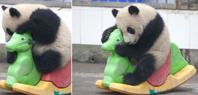 panda-i-loshadka-1.jpg.jpeg