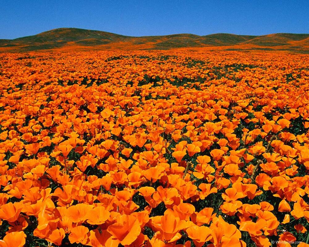 poppy_field_flowers_1280x1024_wallpaper.jpg.jpeg