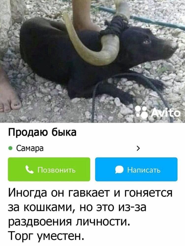 %D0%B0%D0%B2%D0%B8%D1%82%D0%BE-%D0%B1%D1%8B%D0%BA-6615021.jpg.jpeg