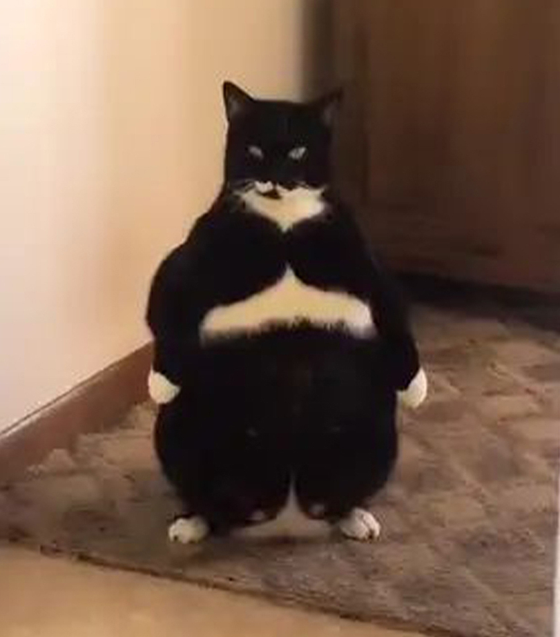 GENTLECAT-art-%D0%BA%D0%BE%D1%82%D1%8D-6629951.jpeg