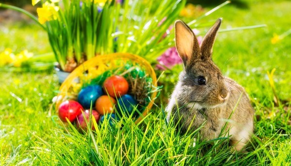 osterhase.jpg
