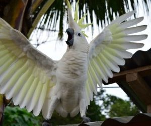 parrot-2433602-640-e1502786670270.jpg.jpeg