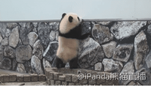 1452929080154421715.gif