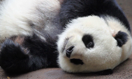 1519643754_sleeping-panda-with-tongue.gif