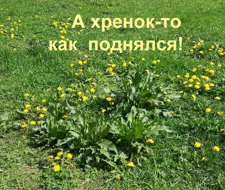 Подробнее о "А хренок-то как поднялся!"