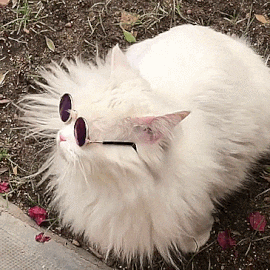 tumblr_7bb5fe33459da088eef1ebe11c4ff93d_5a0d7536_400.webp