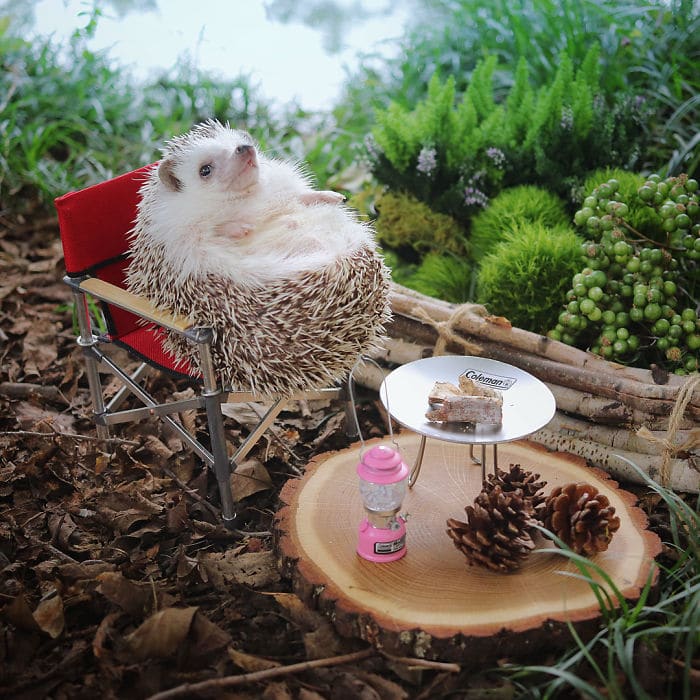 5c25e807259aa-cute-hedgehog-azuki-3-59e5aa21c8962-700.jpg.jpeg