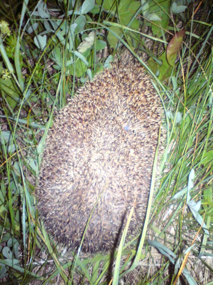 DSC00423.jpg.jpeg