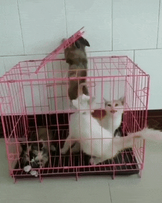 %D0%B3%D0%B8%D1%84%D0%BA%D0%B0-%D0%BA%D0%BE%D1%82%D1%8D-5748722.gif