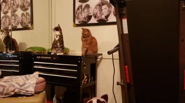%D0%B3%D0%B8%D1%84%D0%BA%D0%B8-%D0%BA%D0%BE%D1%82%D1%8D-5581365.gif