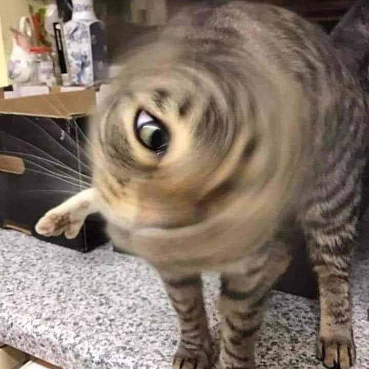 %D0%BA%D0%BE%D1%82%D1%8D-6723764.jpg.jpeg