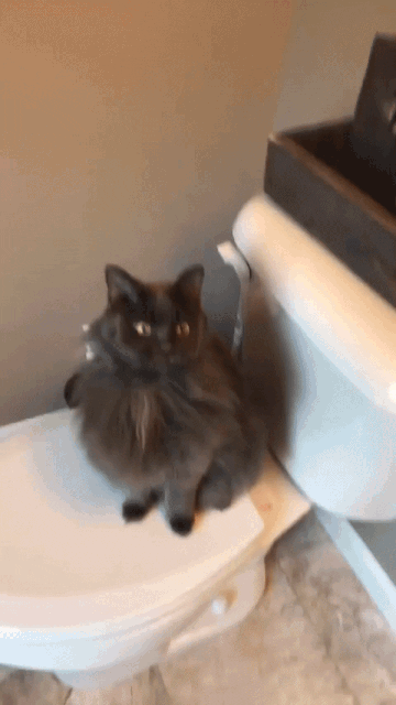 %D0%BA%D0%BE%D1%82%D0%B5%D0%B9%D0%BA%D0%B0-%D0%B3%D0%B8%D1%84-4656105.gif