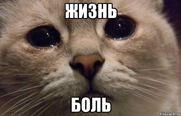 grustnyy-kot_30624136_orig_.jpeg