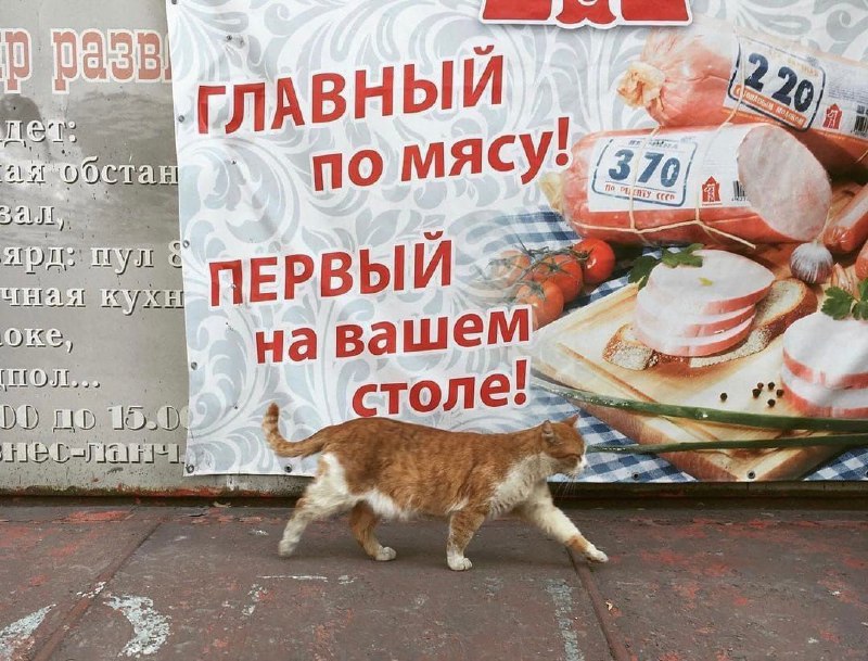 %D0%BA%D0%BE%D1%82%D1%8D-6704840.jpeg