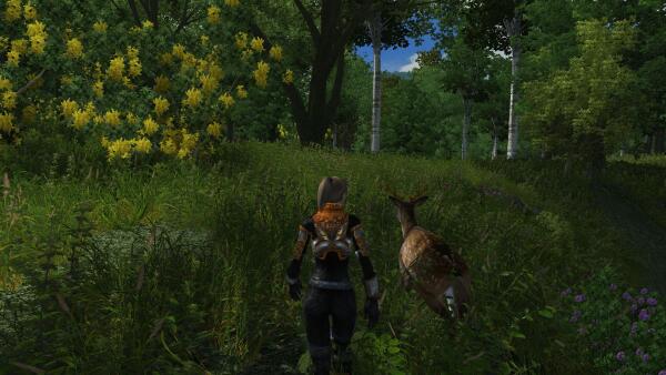 Deer