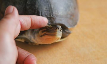 670px-Pet-a-Turtle-Step-2.jpg.jpeg