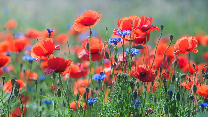 field-summer-flowers-nature-background-hd-wallpaper-preview.jpg.jpeg