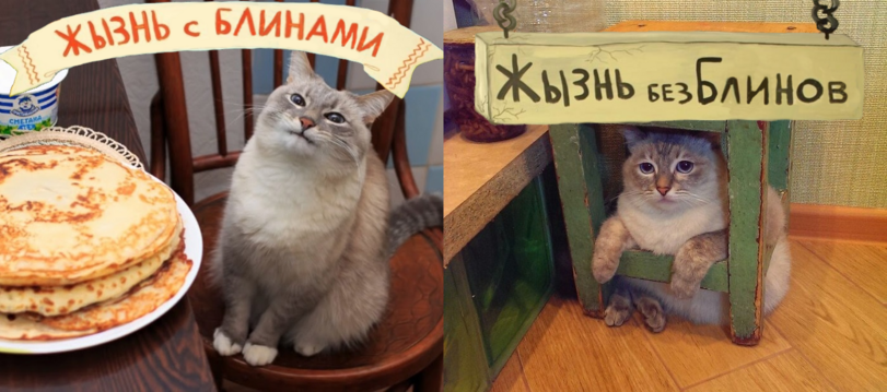 %D0%BA%D0%BE%D1%82-%D0%B1%D0%BB%D0%B8%D0%BD%D1%8B-%D0%B5%D0%B4%D0%B0-%D0%BA%D0%BE%D1%82-%D0%B4%D0%B6%D0%B0%D0%B7-6844295.png.png