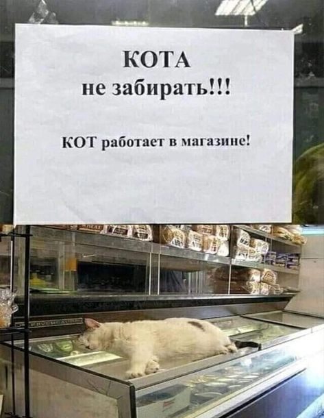 %D0%BA%D0%BE%D1%82%D1%8D-6836841.jpg.jpeg