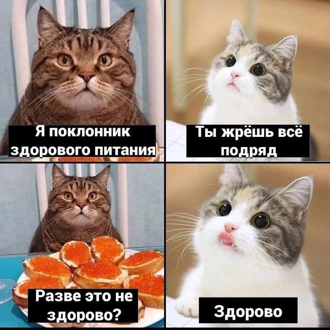 %D0%BA%D0%BE%D1%82%D1%8D-6855482.jpg.jpeg