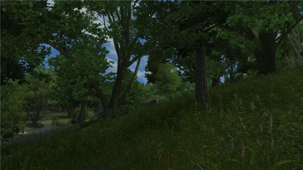 Forest