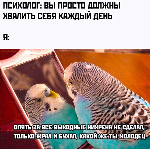 %D0%9F%D1%80%D0%B8%D0%BA%D0%BE%D0%BB%D1%8B-%D0%B4%D0%BB%D1%8F-%D0%B4%D0%B0%D1%83%D0%BD%D0%BE%D0%B2-%D1%80%D0%B0%D0%B7%D0%BD%D0%B.jpeg