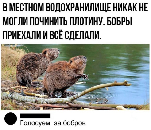 %D0%B1%D0%BE%D0%B1%D1%80%D1%8B-%D0%BF%D0%BB%D0%BE%D1%82%D0%B8%D0%BD%D0%B0-%D0%B3%D0%BB%D0%BE%D0%BB%D1%83%D1%81%D0%B5%D0%BC%D0%B7.jpeg