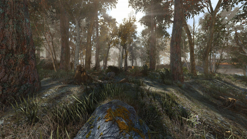 Fallout-4-Another-Pine-Forest-Mod-screenshots-5.jpg