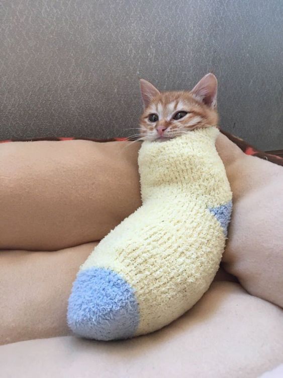 GENTLECAT-%D0%BA%D0%BE%D1%82%D1%8D-6927666.jpeg