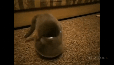 InconsequentialPerfumedGander-size_restricted.gif