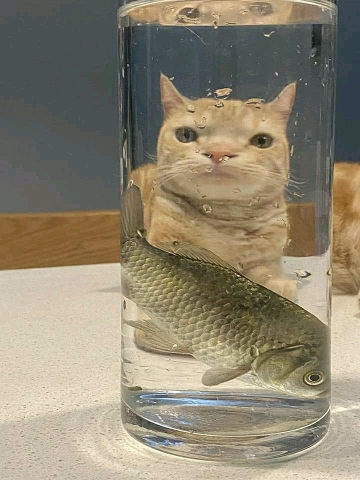 %D0%BA%D0%BE%D1%82%D1%8D-6914650.jpeg
