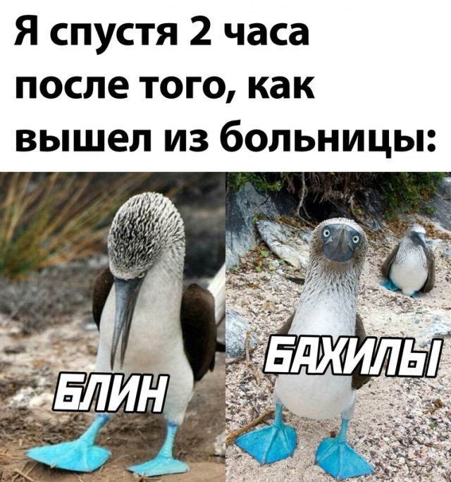 %D0%BE%D0%BB%D1%83%D1%88%D0%B0-%D0%B1%D0%B0%D1%85%D0%B8%D0%BB%D1%8B-6922392.jpg.jpeg