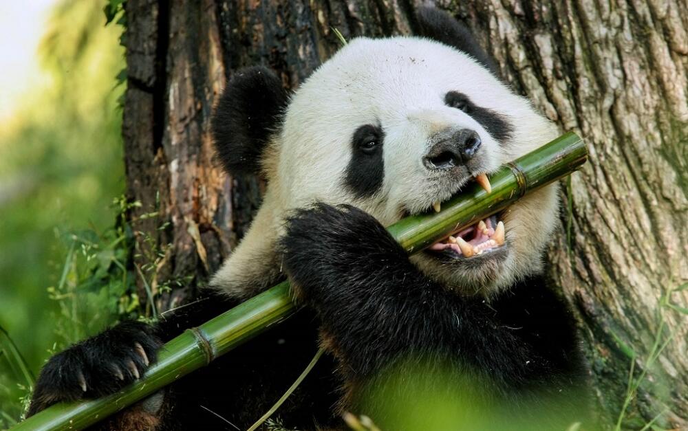 panda-i-can-play-the-flute-istock_4809756_large-2-1.jpg.jpeg