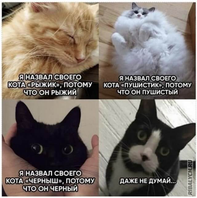 prikoly_012-1-4.jpg.jpeg
