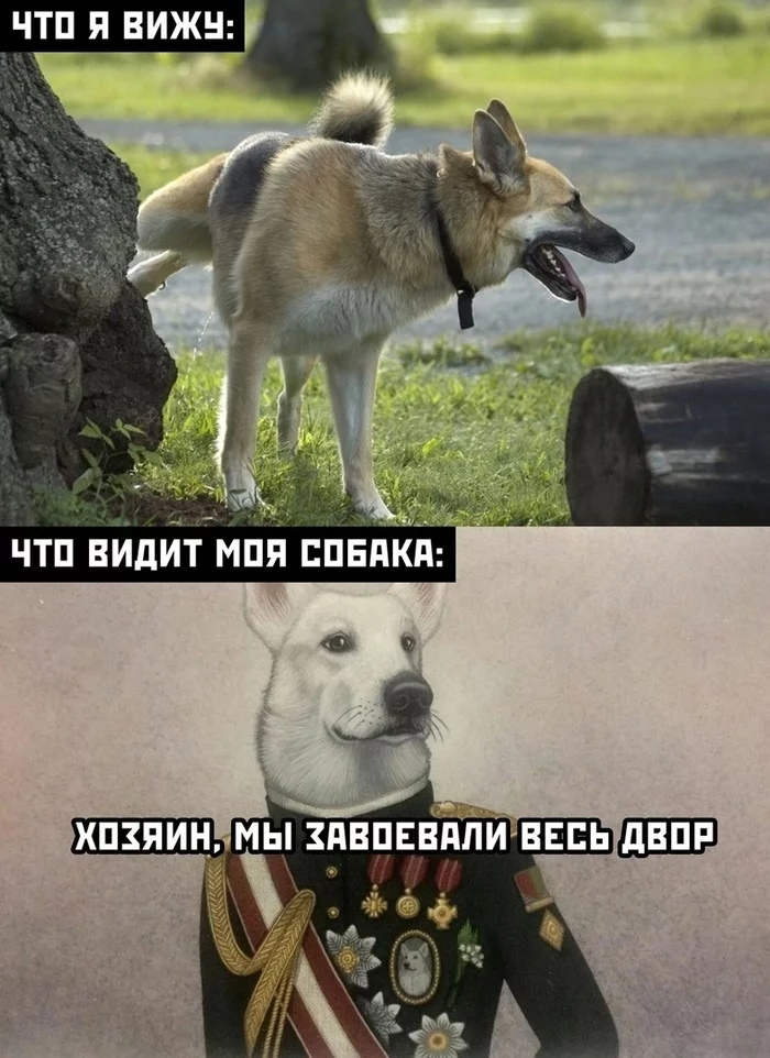 %D1%81%D0%BE%D0%B1%D0%B0%D0%BA%D0%B5%D0%BD-6887587.jpeg