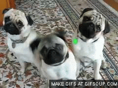 1380861223_1125932979.gif