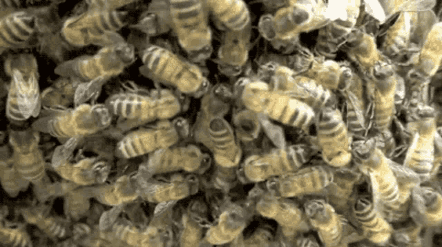 bees-honeybees.gif