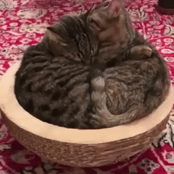 DN1ntP0.gif